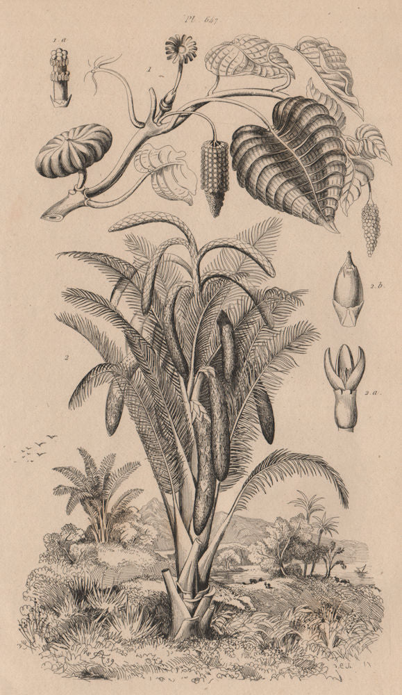 PLANTS. Sablier (Sandbox tree). Sagouier farineux (Sago plant) 1834 old print